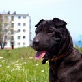 Free The Puppy Of The Sort Black Sharpey Stock Photography - 5504022