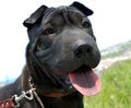 Free The Puppy Of The Sort Black Sharpey Royalty Free Stock Photography - 5504037