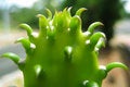 Free Pure Green Royalty Free Stock Images - 5509649