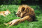 Free Lion Relaxing Royalty Free Stock Image - 5506586