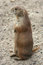 Free Cute Prairie Dog Royalty Free Stock Photos - 5506938