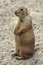 Free Cute Prairie Dog Royalty Free Stock Images - 5506949