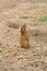 Free Prairie Dog Eating Grass Royalty Free Stock Photos - 5507048