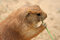 Free Prairie Dog Eating Grass Stock Image - 5507051