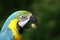 Free Clever Blue And Gold Macaw Royalty Free Stock Images - 5509269