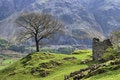 Free Tree And Barn In St Johns In Th Vale Royalty Free Stock Photography - 5515137
