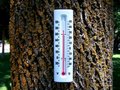 Free Global Warming Forest 2 Stock Photography - 5517562
