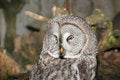 Free Grey Owl Royalty Free Stock Photo - 5519165