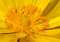 Free Yellow Flower Royalty Free Stock Image - 5512166