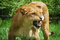 Free Lioness Growling Stock Photos - 5512673