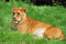 Free Lioness Relaxing Stock Photography - 5512702