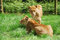 Free Two Lioness Royalty Free Stock Image - 5512816
