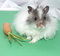 Free Hamster Royalty Free Stock Image - 5516576