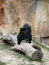 Free Gorilla Stock Image - 5517451