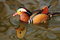 Free Mandarin Duck Royalty Free Stock Photography - 5519137