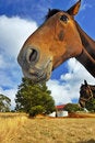 Free Smiling Horse Stock Photo - 5520860