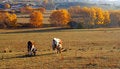 Free Cattle Stock Photography - 5522322