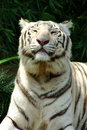 Free White Tiger Royalty Free Stock Photos - 5528838