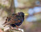 Free A Starling Sitting On A Branch Stock Photos - 5526803