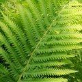 Free Fern Stem Stock Image - 5530531