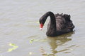 Free Black Swan Royalty Free Stock Image - 5534506