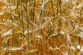 Free Wheat Field Royalty Free Stock Photo - 5536435