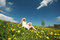 Free Dandelion Field Royalty Free Stock Images - 5532669