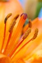 Free Flower Details Royalty Free Stock Image - 5544806