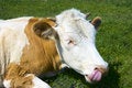 Free Calf Stock Images - 5545884