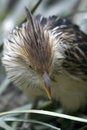 Free Bird Close Up Stock Photos - 5547073