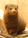 Free Little Rodent Royalty Free Stock Images - 5548679