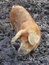Free Pig In Mud Royalty Free Stock Image - 5540546