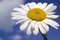 Free White Daisy Royalty Free Stock Image - 5542126