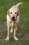 Free Dog / Animal / Pet Royalty Free Stock Images - 5545459