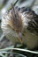 Free Bird Close Up Stock Photos - 5547073