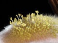 Free Tiny Yellow Pistil Royalty Free Stock Image - 5554006