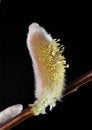 Free Tiny Yellow Pistil Stock Photography - 5554042