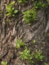 Free Aging Tree Royalty Free Stock Images - 5555629