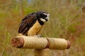 Free Spectacled Owl Royalty Free Stock Images - 5558269