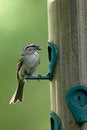 Free A Small Sparrow With A Seed In Its Beak. Royalty Free Stock Photo - 5559425