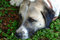 Free Dog Royalty Free Stock Photography - 5551227