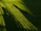 Free Shades On The Lawn Royalty Free Stock Photos - 5552008