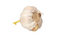 Free Isolated Garlic Stock Images - 5555504