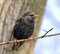 Free Starling Rests On The Branch Of Tree Royalty Free Stock Photos - 5558968