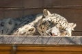 Free Sleep Royalty Free Stock Photos - 5566288