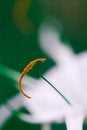 Free Heart Of Flower Royalty Free Stock Photos - 5566668