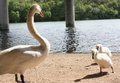 Free Army Ducks Stock Photography - 5569612