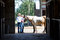 Free Cowboy, Cowgirl, And Horse - Horizontal Royalty Free Stock Photography - 5560127