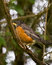 Free American Robin Royalty Free Stock Image - 5563766