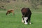 Free Cow On A Meadow Royalty Free Stock Image - 5564916